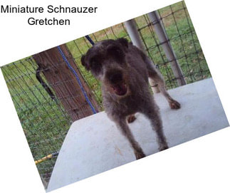 Miniature Schnauzer Gretchen