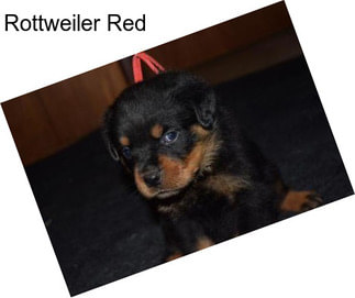 Rottweiler Red