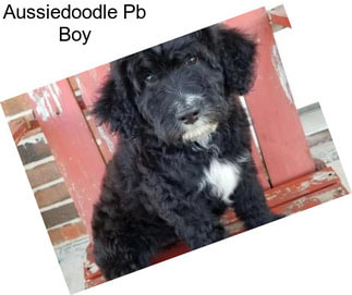 Aussiedoodle Pb Boy