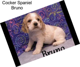 Cocker Spaniel Bruno