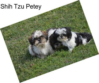 Shih Tzu Petey