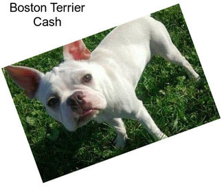 Boston Terrier Cash