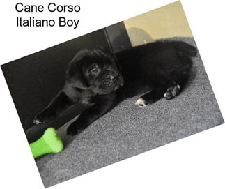 Cane Corso Italiano Boy