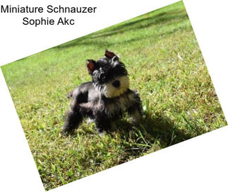 Miniature Schnauzer Sophie Akc