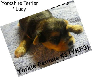 Yorkshire Terrier \' Lucy \