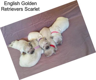 English Golden Retrievers Scarlet