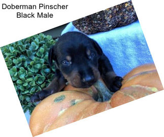 Doberman Pinscher Black Male