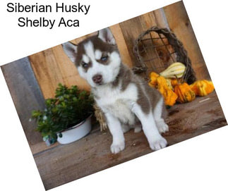 Siberian Husky Shelby Aca