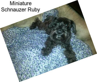 Miniature Schnauzer Ruby