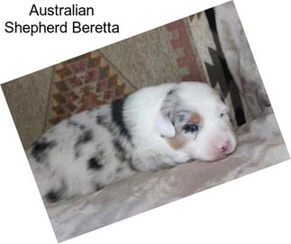 Australian Shepherd Beretta