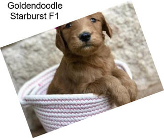 Goldendoodle Starburst F1