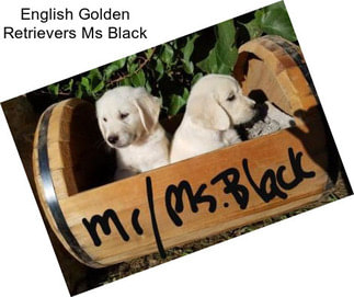 English Golden Retrievers Ms Black