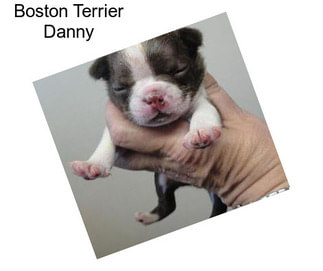 Boston Terrier Danny