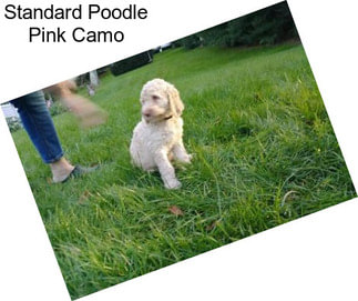 Standard Poodle Pink Camo