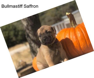 Bullmastiff Saffron