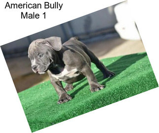 American Bully Male 1