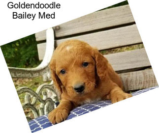Goldendoodle Bailey Med