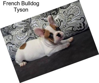 French Bulldog Tyson
