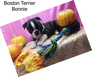 Boston Terrier Bonnie