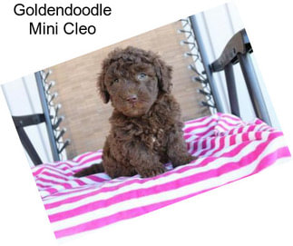 Goldendoodle Mini Cleo