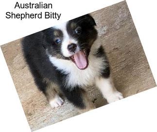 Australian Shepherd Bitty
