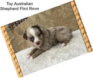 Toy Australian Shepherd Flint Rmm