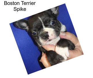 Boston Terrier Spike