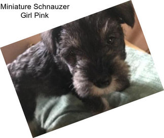 Miniature Schnauzer Girl Pink