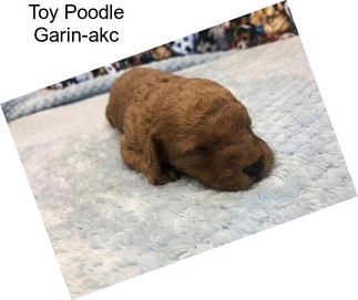 Toy Poodle Garin-akc