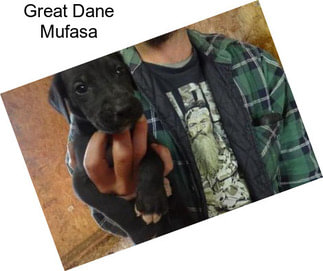 Great Dane Mufasa