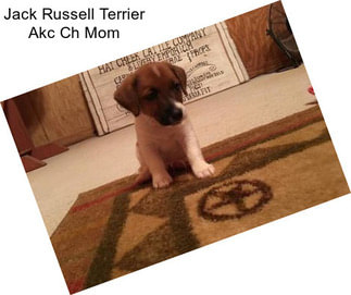 Jack Russell Terrier Akc Ch Mom