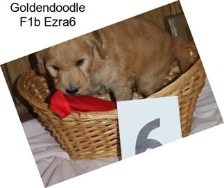 Goldendoodle F1b Ezra6