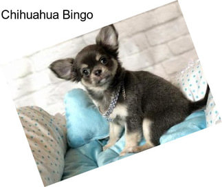 Chihuahua Bingo