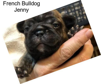 French Bulldog Jenny