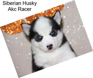 Siberian Husky Akc Racer