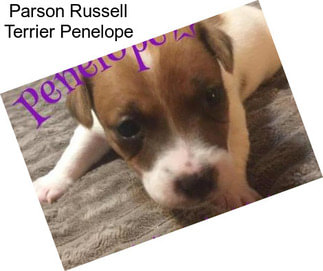 Parson Russell Terrier Penelope