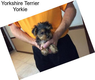 Yorkshire Terrier Yorkie