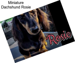 Miniature Dachshund Rosie