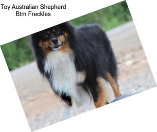 Toy Australian Shepherd Btm Freckles