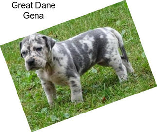 Great Dane Gena