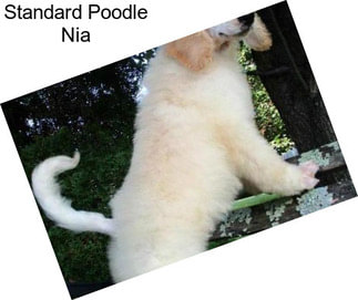 Standard Poodle Nia