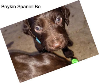 Boykin Spaniel Bo