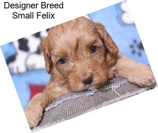 Designer Breed Small Felix