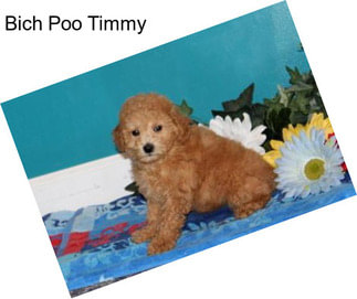 Bich Poo Timmy