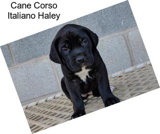 Cane Corso Italiano Haley