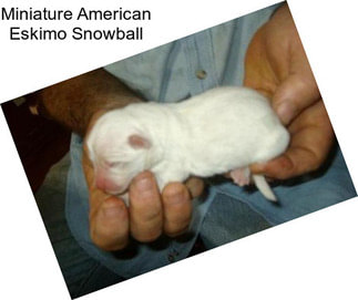 Miniature American Eskimo Snowball