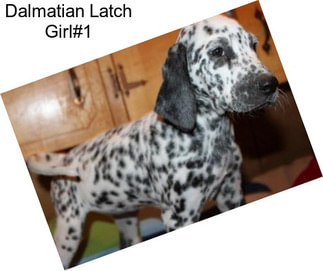 Dalmatian Latch Girl#1