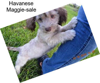 Havanese Maggie-sale