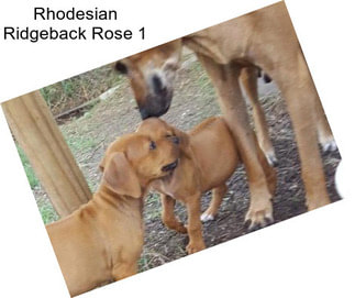 Rhodesian Ridgeback Rose 1