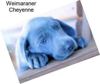 Weimaraner Cheyenne